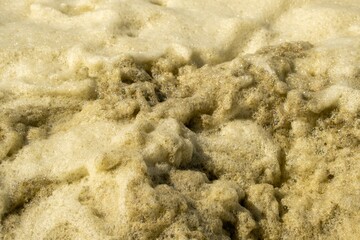 North Sea, surf, with seaweed foam in the Netherlands