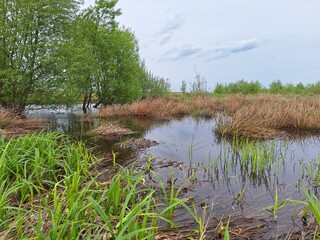 Wetland Landscape at Dusk