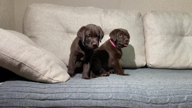 two two-month-old Labrador Retriever puppies in colored collars, male and female. pet, dog breed, litter.