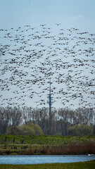 Flock of Birds Over Rural Landscape
