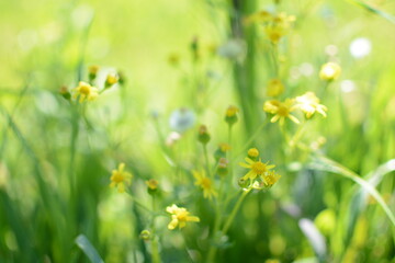 Yellow spring meadow flowers in green bokeh grass spring bright meadow
