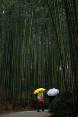 View of the snowing bamboo forest with the walking tourist