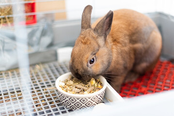 Un lindo conejo marrón comiendo pienso de un cuenco dentro de su jaula. Conejo enano. Cuidados del...