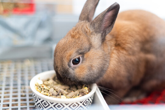 Un lindo conejo marrón comiendo pienso de un cuenco dentro de su jaula. Conejo enano. Cuidados del animal doméstico. Concepto de nutrición saludable de roedores.