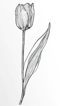 A single tulip flower with a long stem and leaves, drawn in black and white.