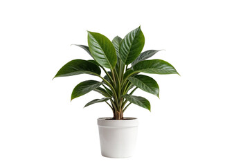 plant in a pot on transparent background