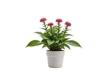 plant in a pot on transparent background