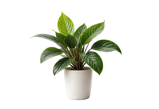 plant in a pot on transparent background