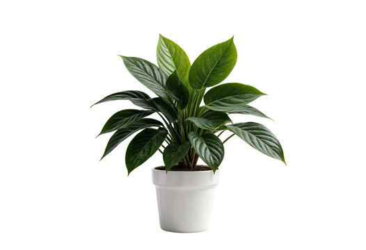 plant in a pot on transparent background