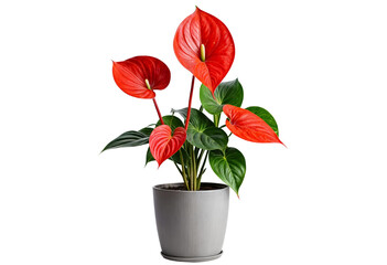 plant in a pot on transparent background