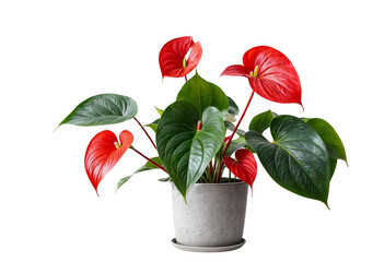 plant in a pot on transparent background