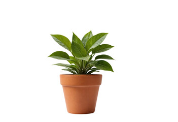 plant in a pot on transparent background