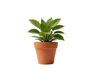 plant in a pot on transparent background
