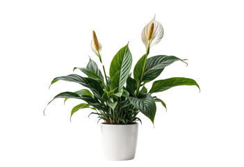 plant in a pot on transparent background