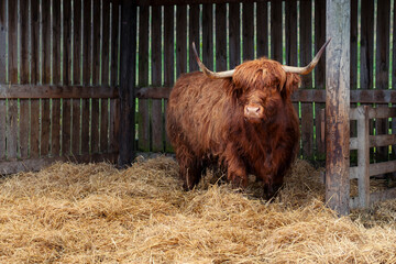highland cow in winter