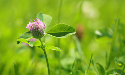 Clover flower with fly on a green summer background close-up
