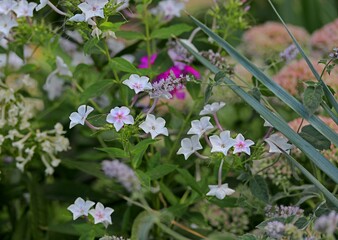 flowers in the garden