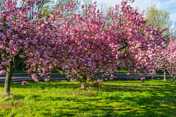 Abundant Pink Spring Blossoms 5