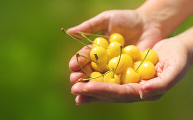 Harvest of yellow berries cherries in female hands on  green background with copy space.