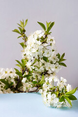 Fresh branch of white cherry blossoms on a blue table. Spring composition of branches of flowering trees