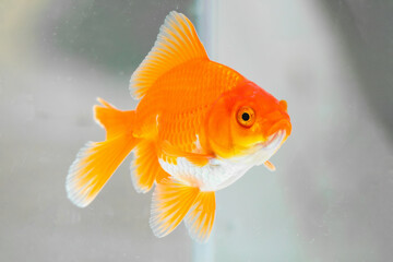 Oranda goldfish in aquarium fish tank close up