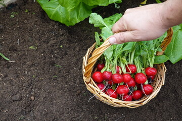 farmer holding wicker basket with freshly harvested red radishes. vegetable garden crops