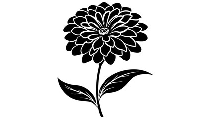 zinnia  flower vector illustration 