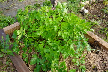 A bunch of fresh green cilantro is growing in a wooden planter