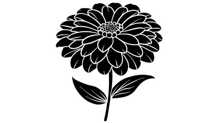 zinnia  flower vector illustration 