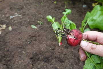 radish harvested in the vegetable garden opened in half due to lack of water, radish disease.