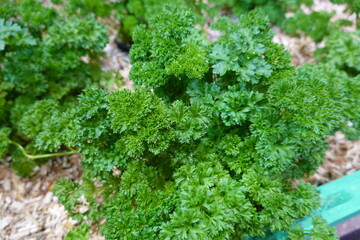 A bunch of green parsley is growing in a garden