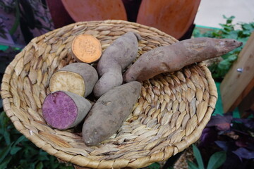 A basket of potatoes and purple potatoes