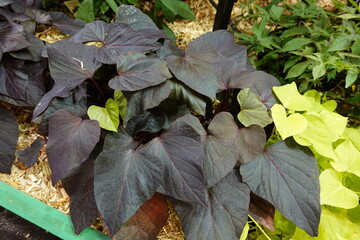 A plant with purple leaves is growing in a garden