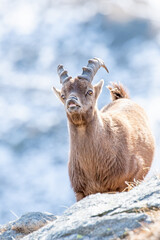 Close-up portrait of a young male Alpine Ibex, Capra ibex, in flehmen behaviour, taken vertically...