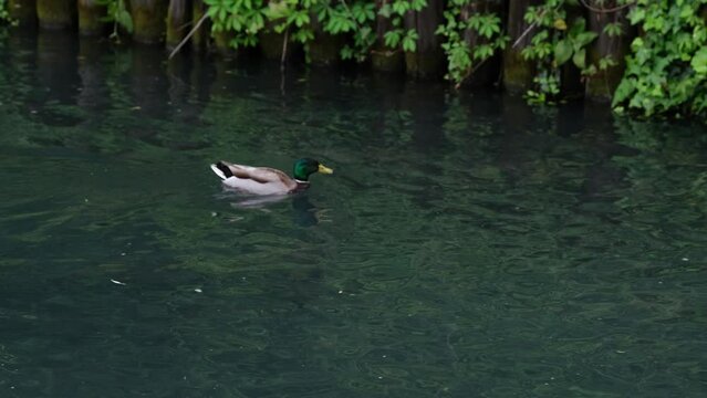 Anatre che nuotano nello stagno del parco, una prende il volo l'altra continua a nuotare