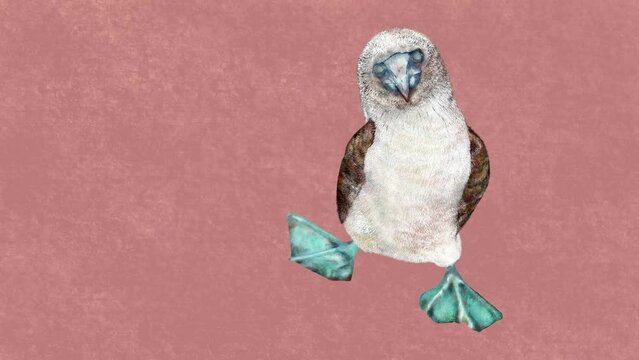 cute Blue-footed booby walking sideway, hand drawn animation video