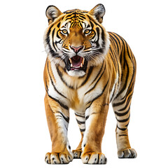 Tiger standing and growling big cat  isolated on white background,PNG.AI GENERATED