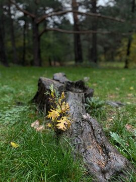Toc&oacute;n &aacute;rbol talado