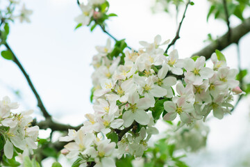 Spring mood background in light green and yellow shades, warm colors. Home garden, fruit tree. copy space. High quality photo