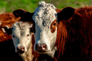 Herd of Hereford cattle on the pasture in brazilian ranch.