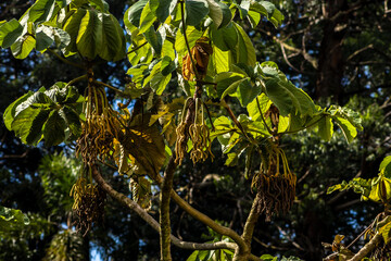 Embauba-do-brejo, Cecropia pachystachya, in Brazil. It belongs to the stratum of pioneer plants of the Atlantic forest in Brazil