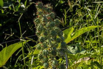 Fototapeta premium Ricinus Communis plant on field in Brazi Castor bean seeds and flowers with selective focus