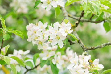Spring mood background in light green and yellow shades, warm colors. Home garden, fruit tree. copy space. High quality photo