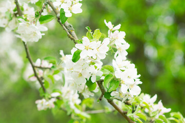 Spring mood background in light green and yellow shades, warm colors. Home garden, fruit tree. copy space. High quality photo