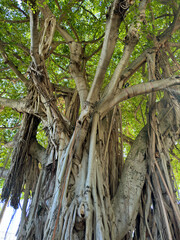 Close up view of the trunk of an old Banyan tree