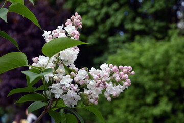 lilac flowers