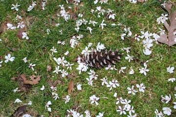 signs of spring blossoming at the crossing