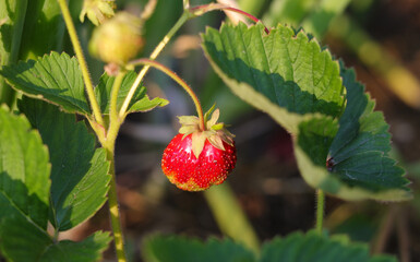 Red berry of organic strawberry in sunlight ripening on a farmer's field