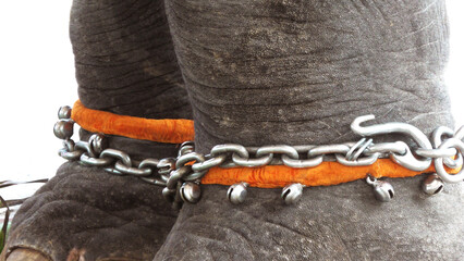 Closeup of chained and decorated feet of elephant