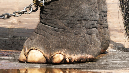 Closeup of chained feet of elephant